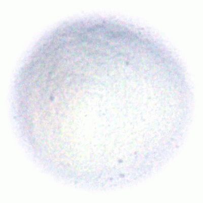 Ammonium Sulfate