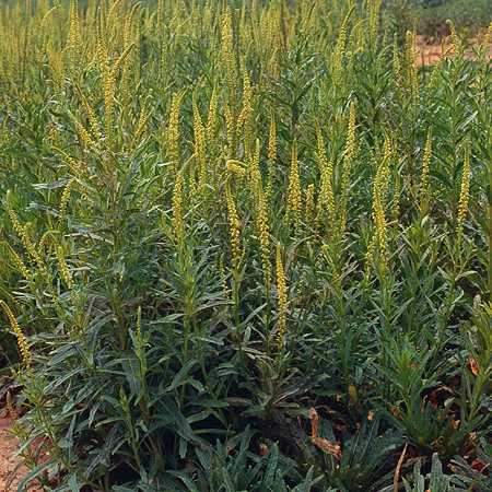 Weld Dye Seed Pack / Yellow