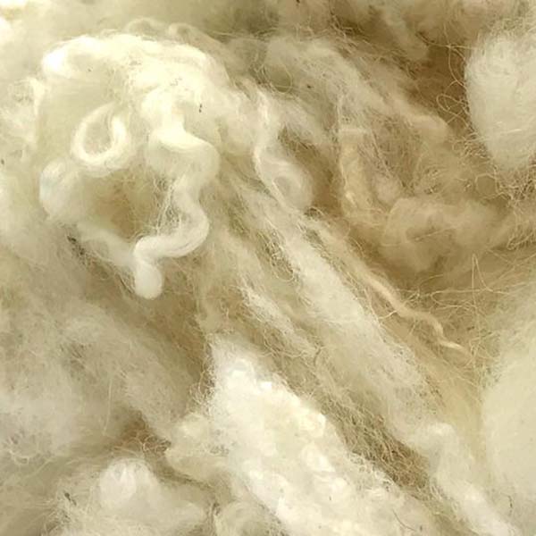 White Wool Locks