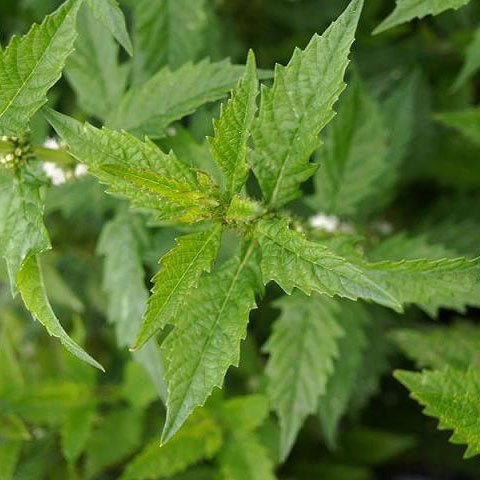 Gypsywort Seed Pack / Black