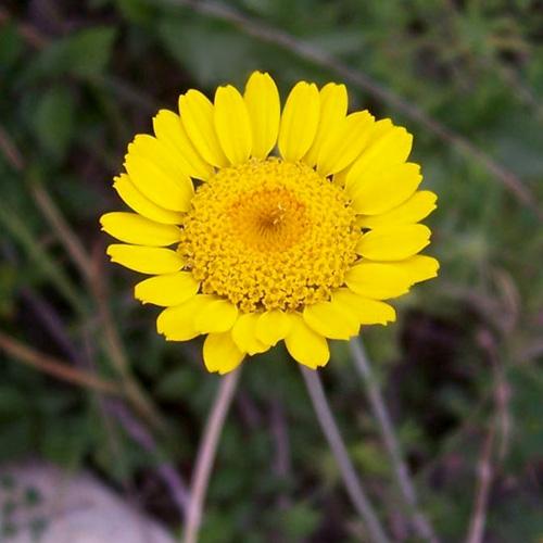 Golden Marguerite Dye Seed Pack / Yellow