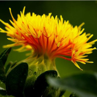 Safflower Dye Seed Pack / Red - Yellow