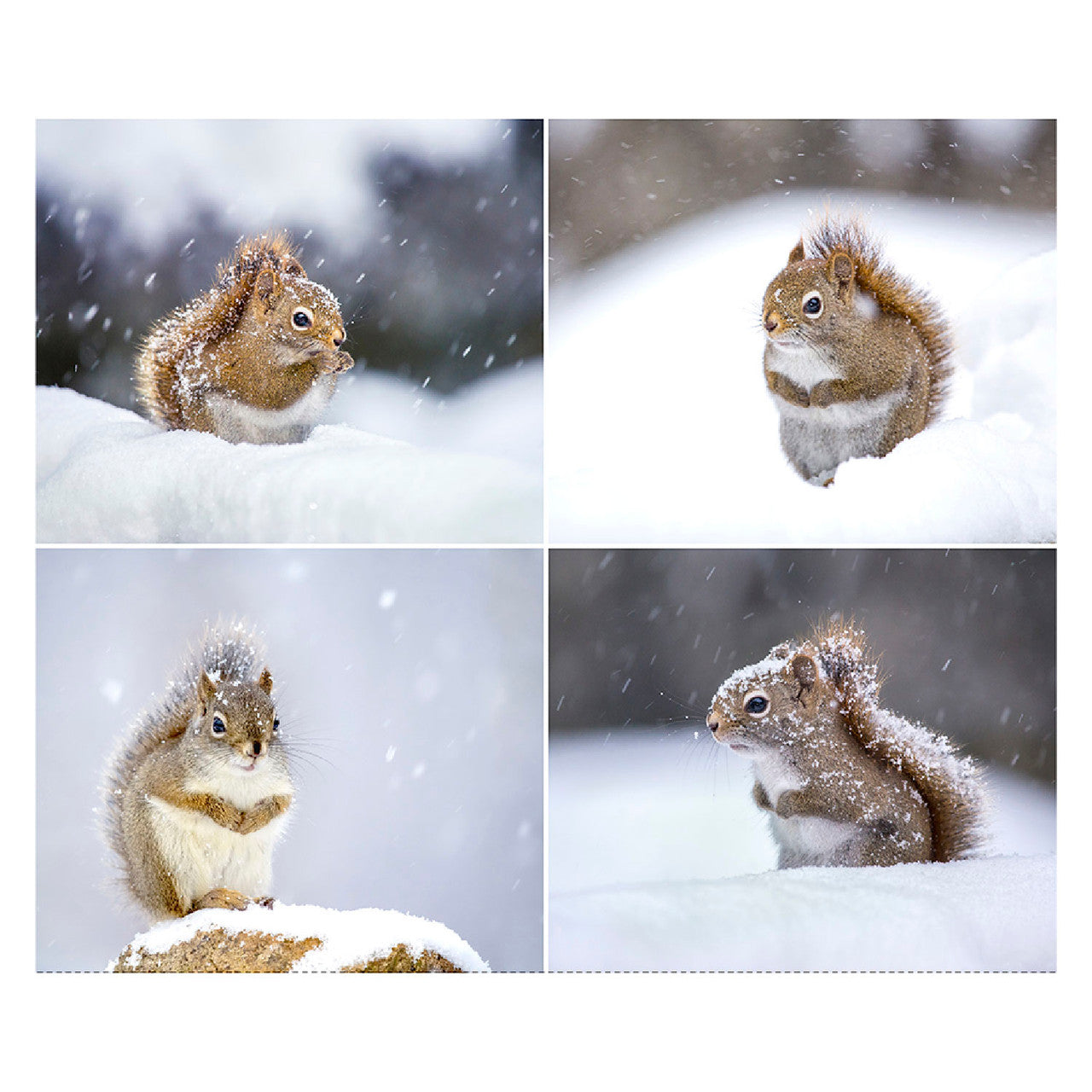 Clothworks Fabrics - The Secret Life of Squirrels II, 24" x 44" Panel