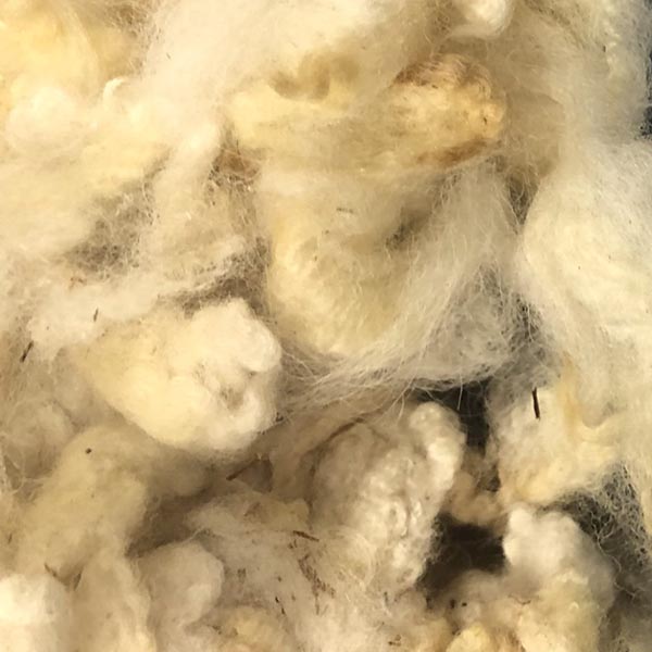 Scoured Targhee Fleece