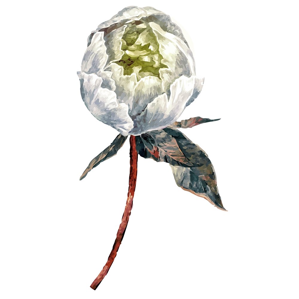 White Peony Bud Fabric Panel Variation 2