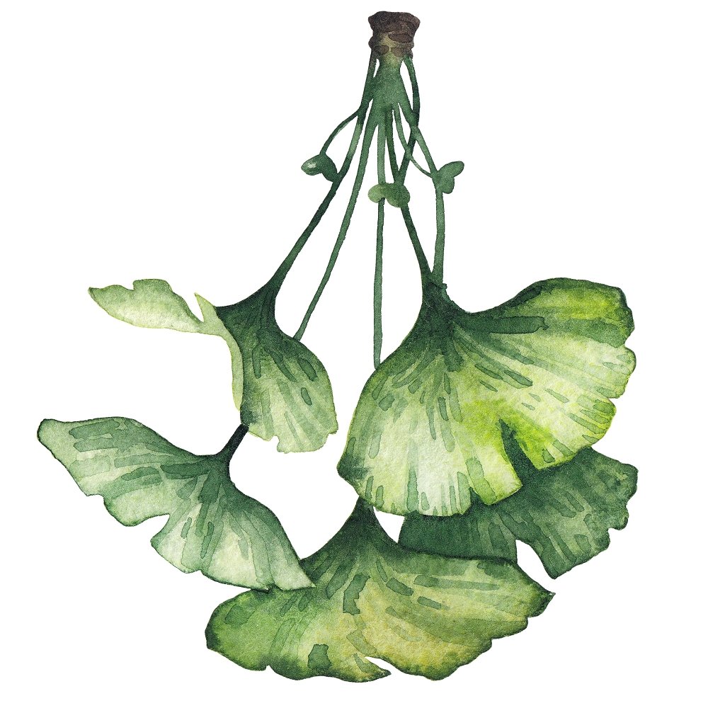 Watercolor Ginkgo Biloba Style #2 Fabric Panel