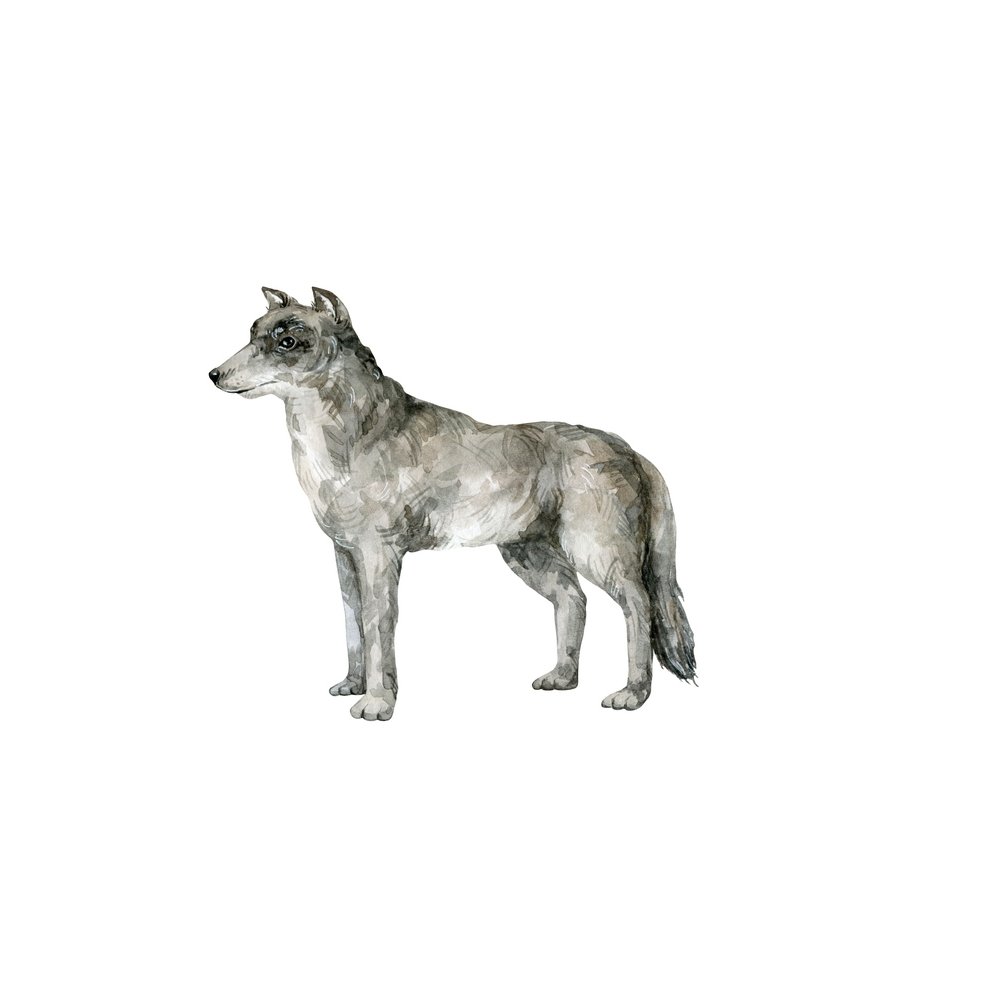 Watercolor Grey Wolf Fabric Panel