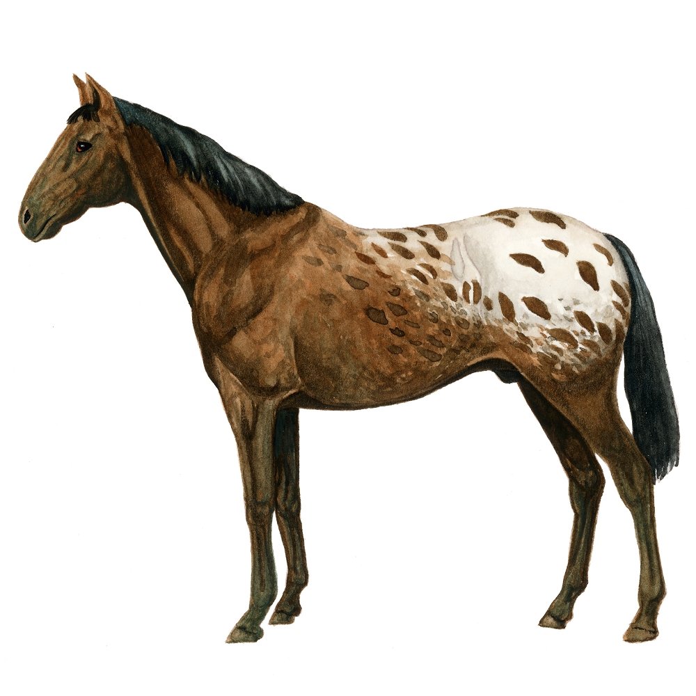 Apaloosa Dappled Horse Illustration Fabric Panel