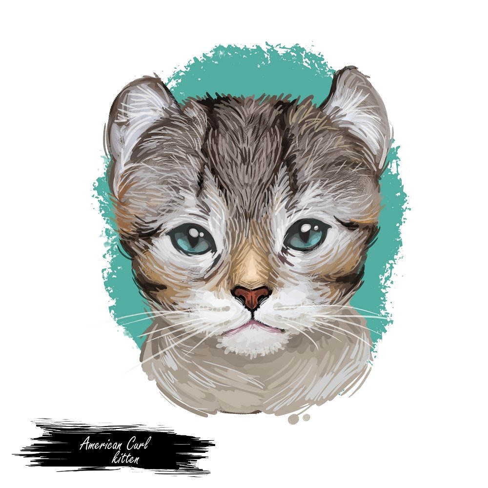 American Curl Kitten Portrait Fabric Panel