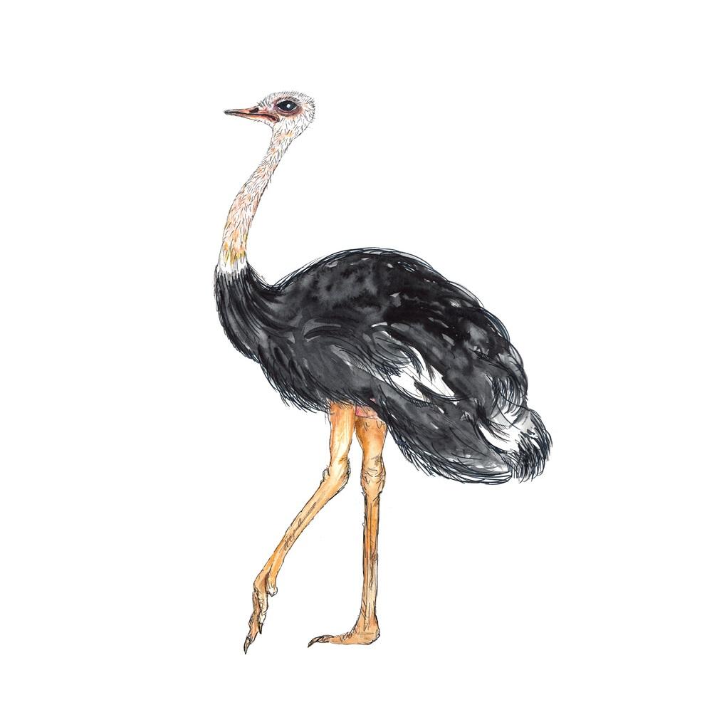 African Ostrich Fabric Panel