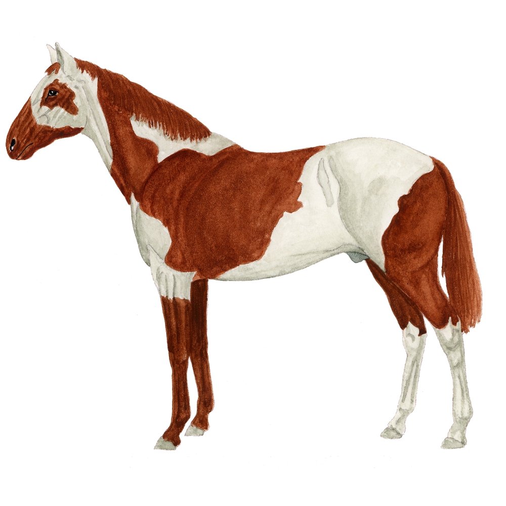 Alazan Pio Illustration Fabric Panel