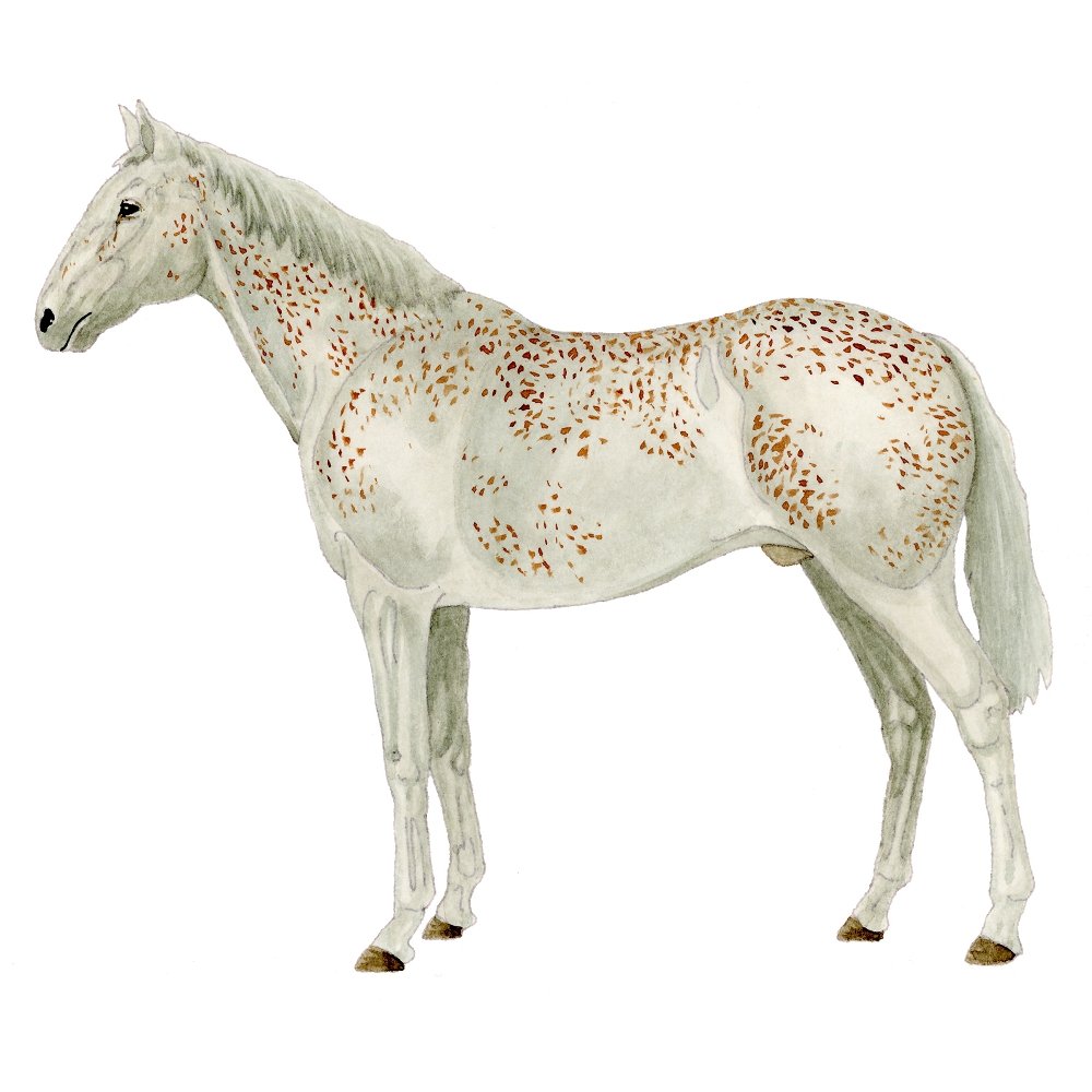 Atruchado Horse Illustration Fabric Panel
