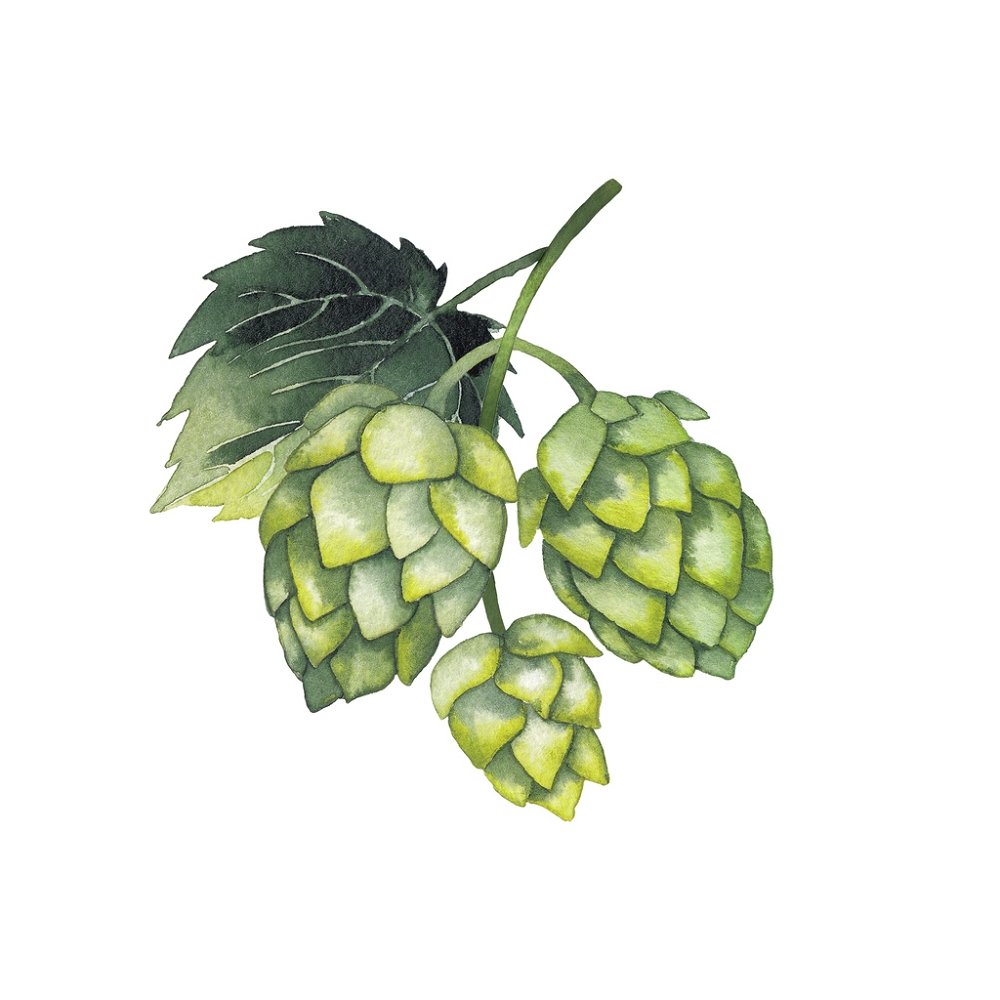 Branch Of Hops Fabric Panel