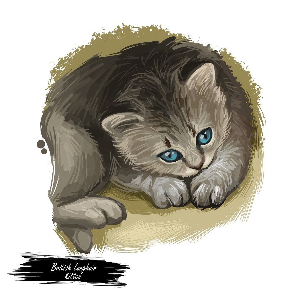 British Longhair Kitten Portrait Fabric Panel