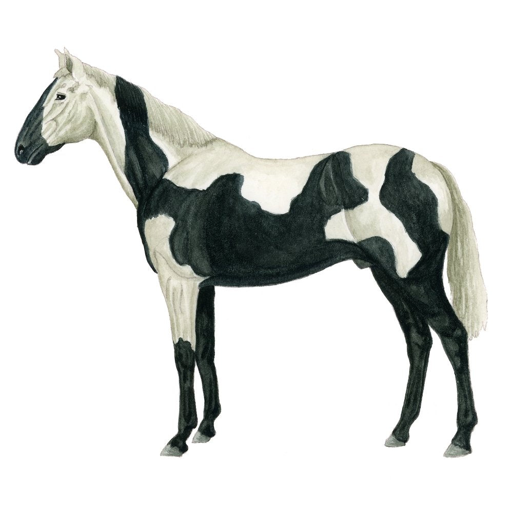 Black Pio Illustration Fabric Panel