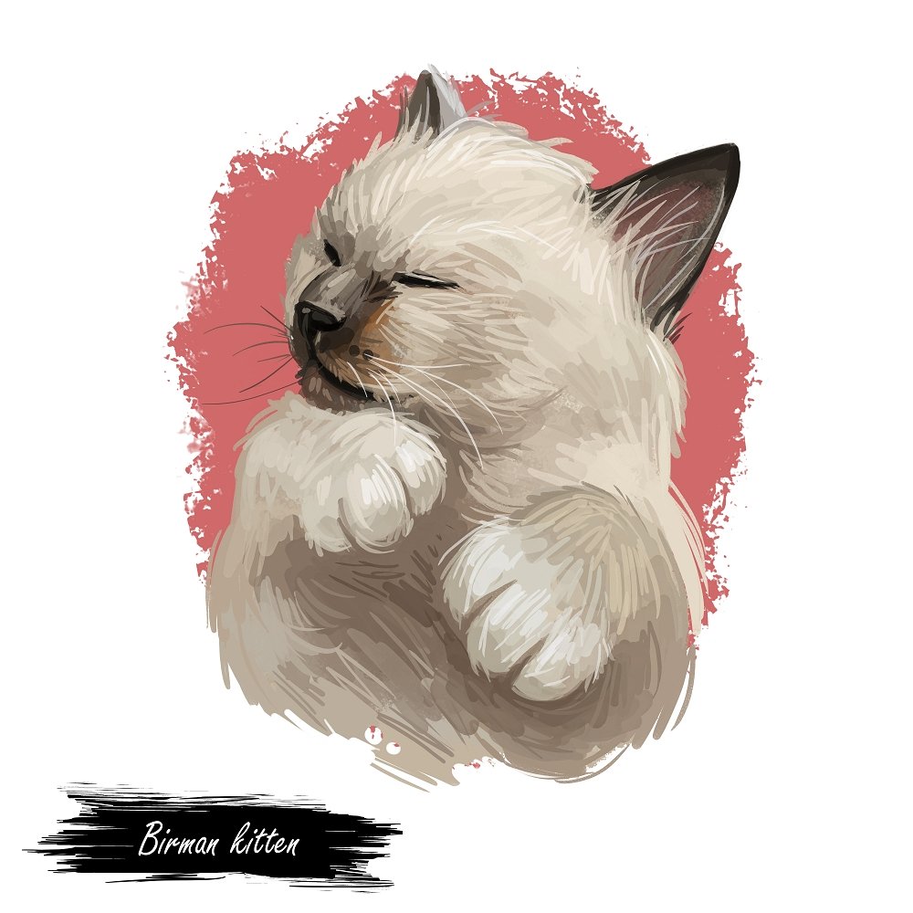 Birman Kitten Portrait Fabric Panel
