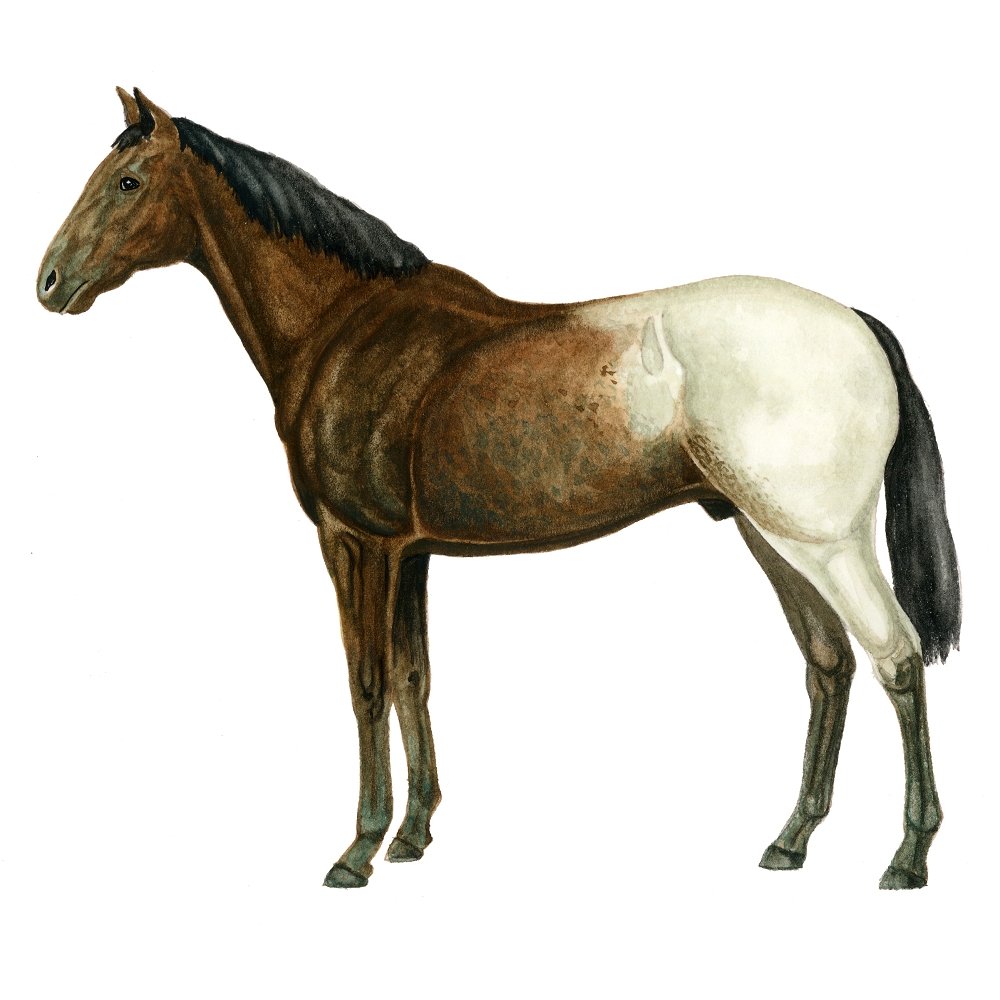 White Apaloosa Horse Illustration Fabric Panel