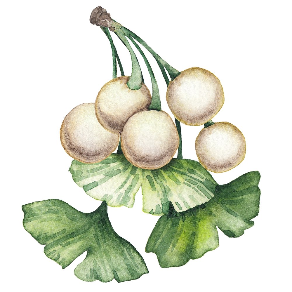 Watercolor Ginkgo Biloba Style #3 Fabric Panel