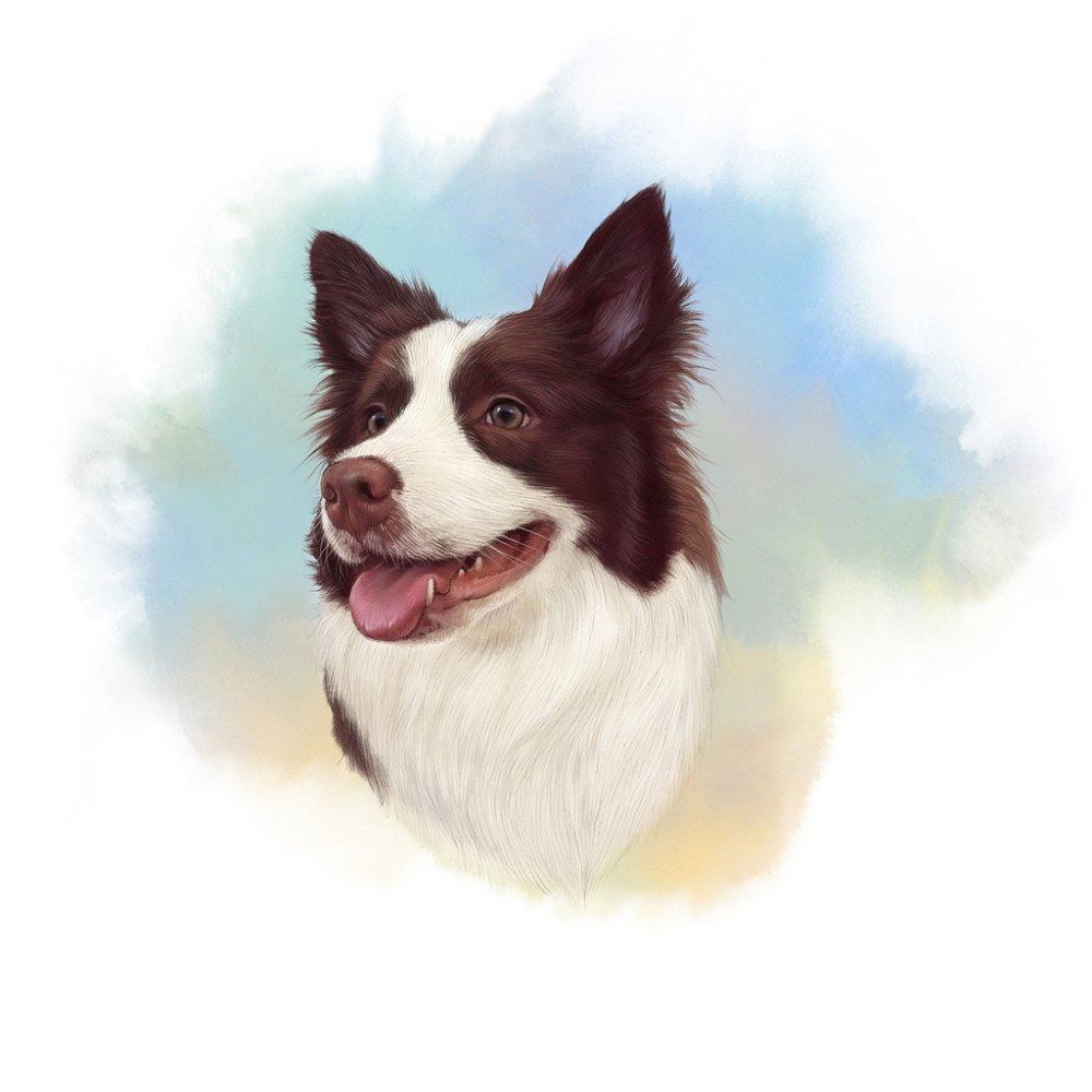 Chocolate Border Collie Portrait Fabric Panel