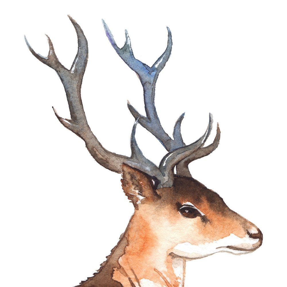 Watercolor Buck Portrait Fabric Panel