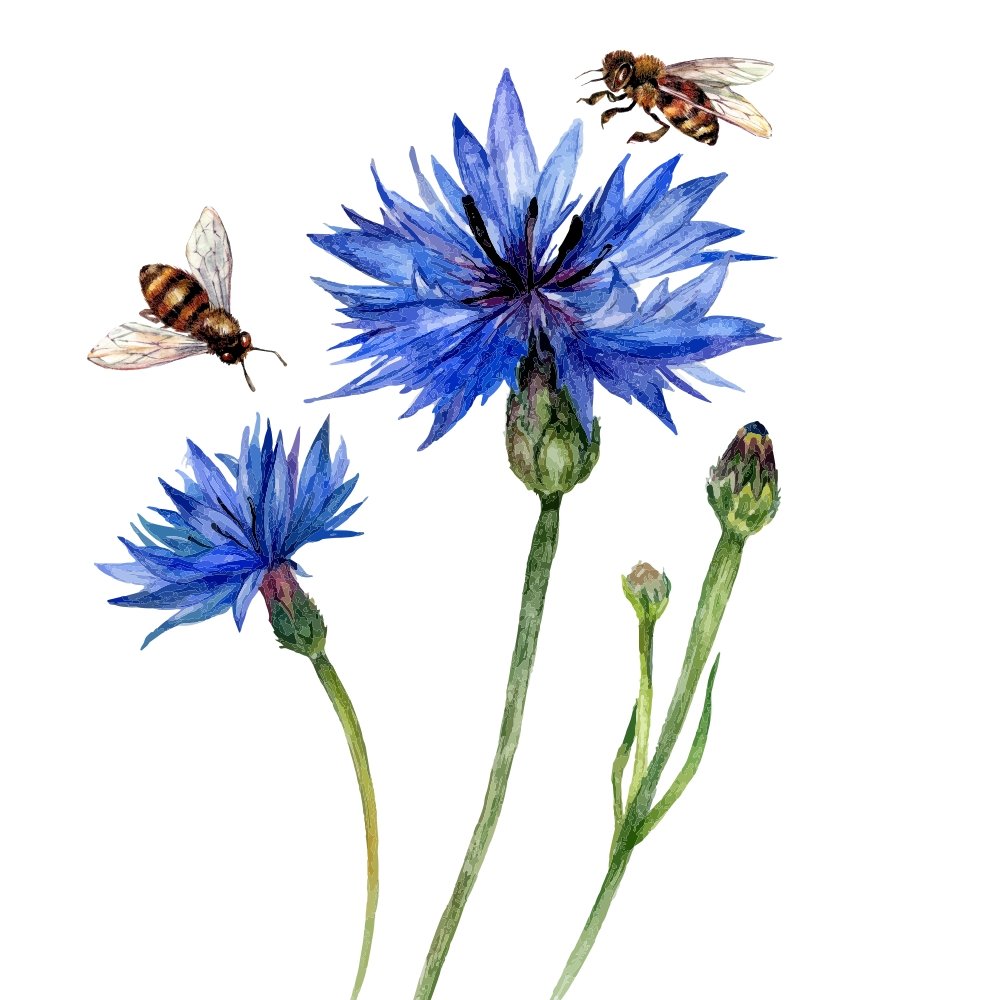 Watercolor Bees & Cornflowers Fabric Panel - White