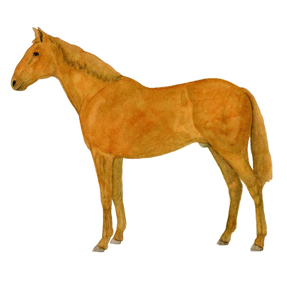 Cervuno Horse Illustration Fabric Panel