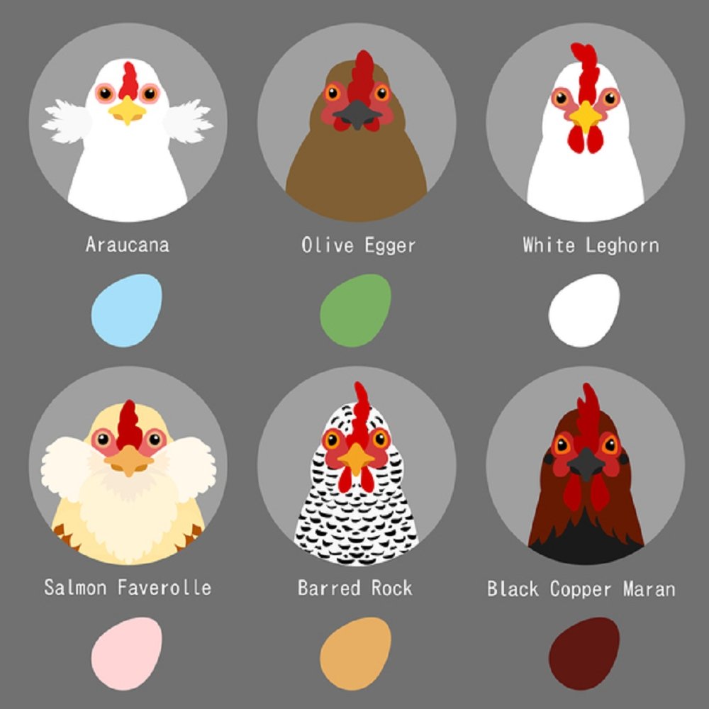 Chicken Breeds & Eggs Fabric Panel - Gray