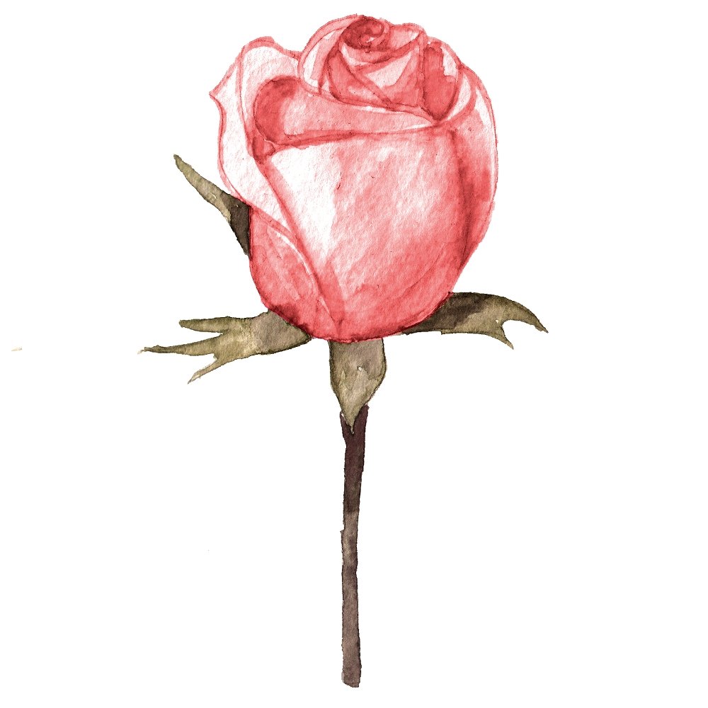 Champagne & Burgundy Rose Boutonniere Fabric Panel