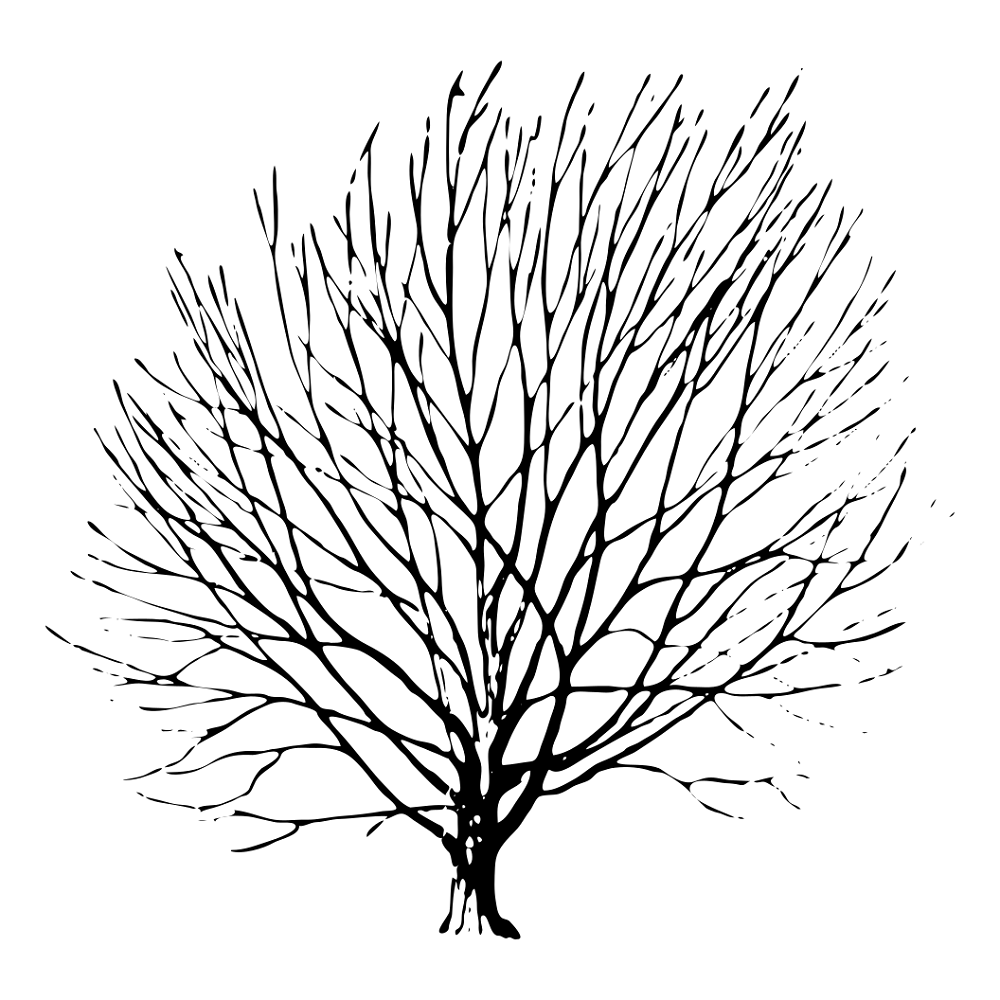 Carpinus Betulus Tree Fabric Panel