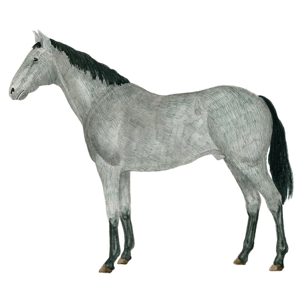 Buzzard Horse Illustration Fabric Panel