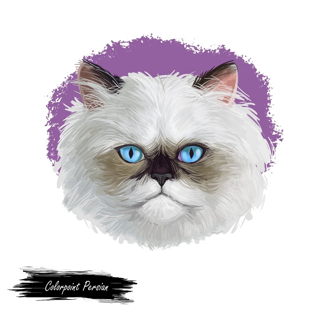 Colorpoint Persian Cat Portrait Fabric Panel
