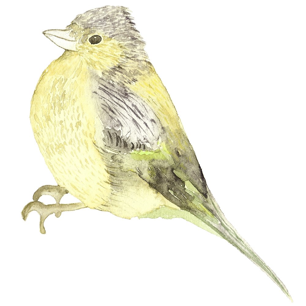 White Hydrangeas Yellow Bird Fabric Panel