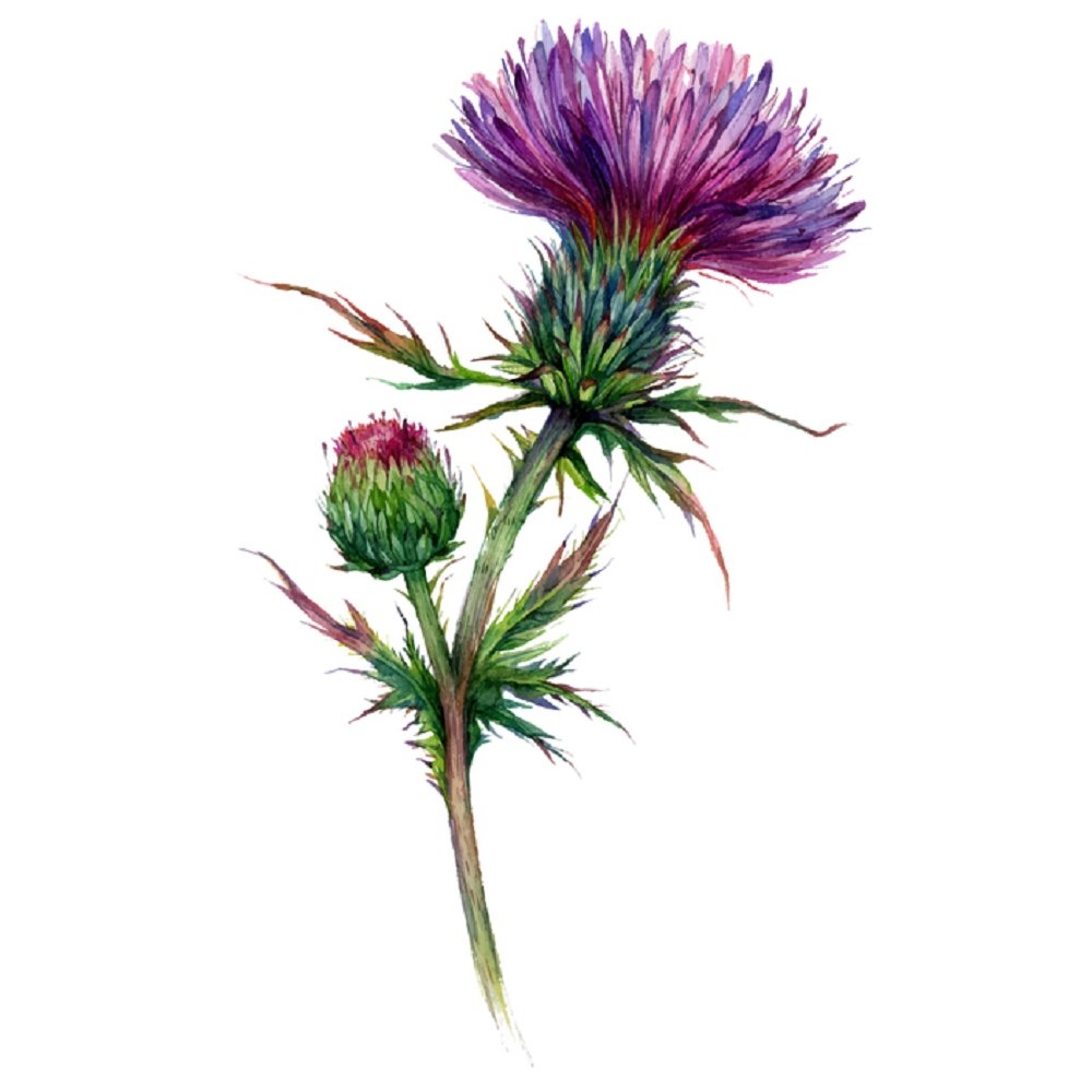 Watercolor Thistle Fabric Panel - White