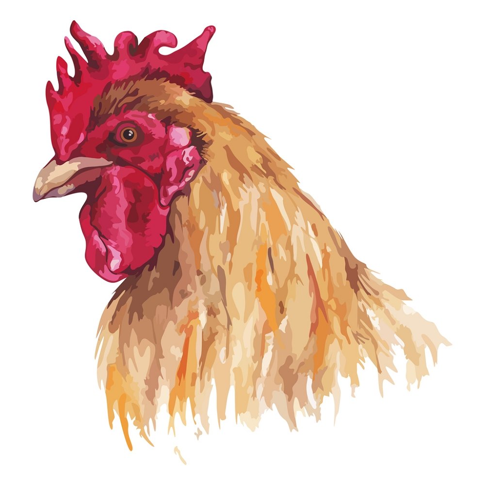 Watercolor Rooster Fabric Panel - Brown