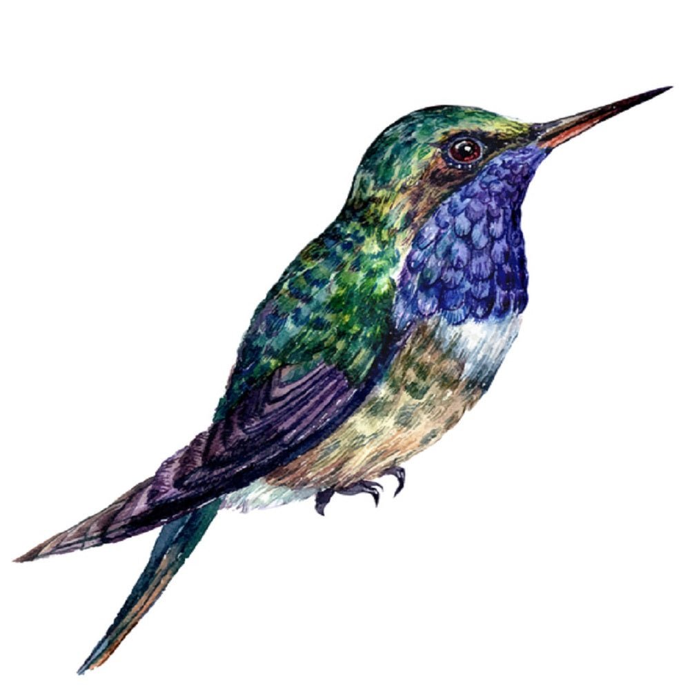 Watercolor Hummingbird Fabric Panel - White