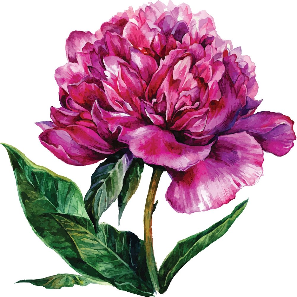 Watercolor Hand Drawn Peony Fabric Panel - Pink