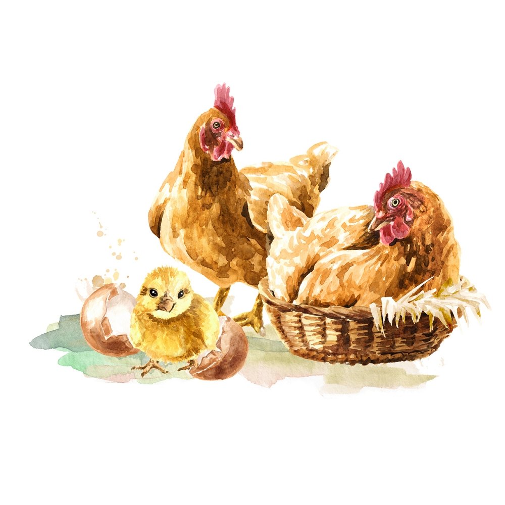 Watercolor Hens & Hatchlings Fabric Panel