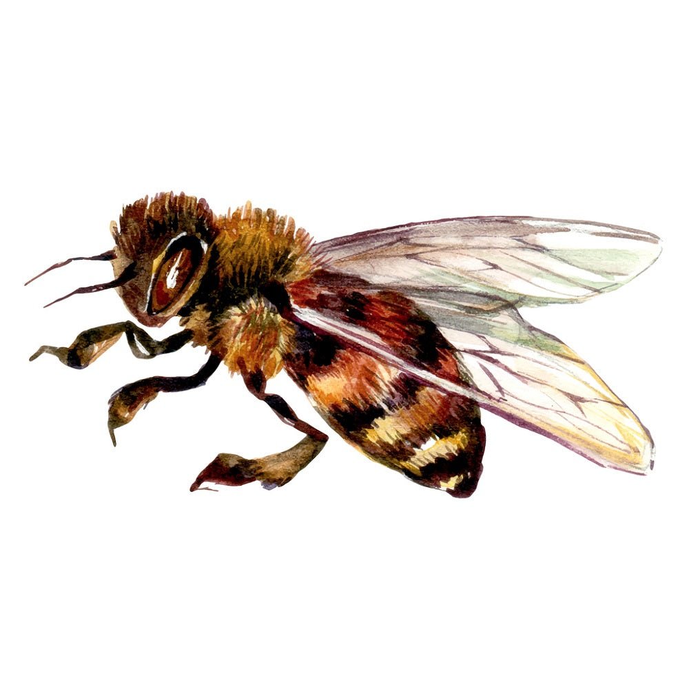 Watercolor Honey Bee Illustration #2 Fabric Panel