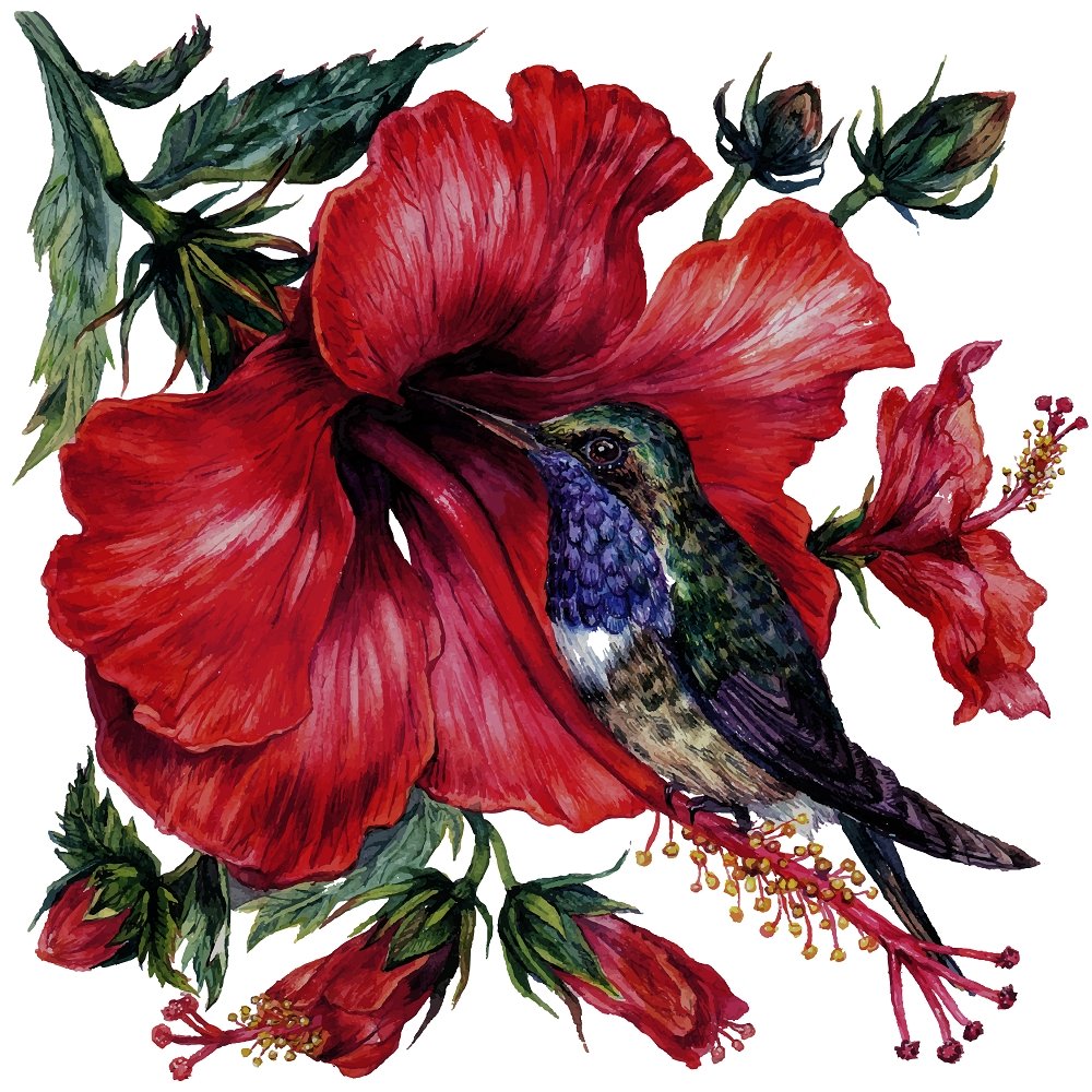 Watercolor Hibiscus & Hummingbird Fabric Panel - White